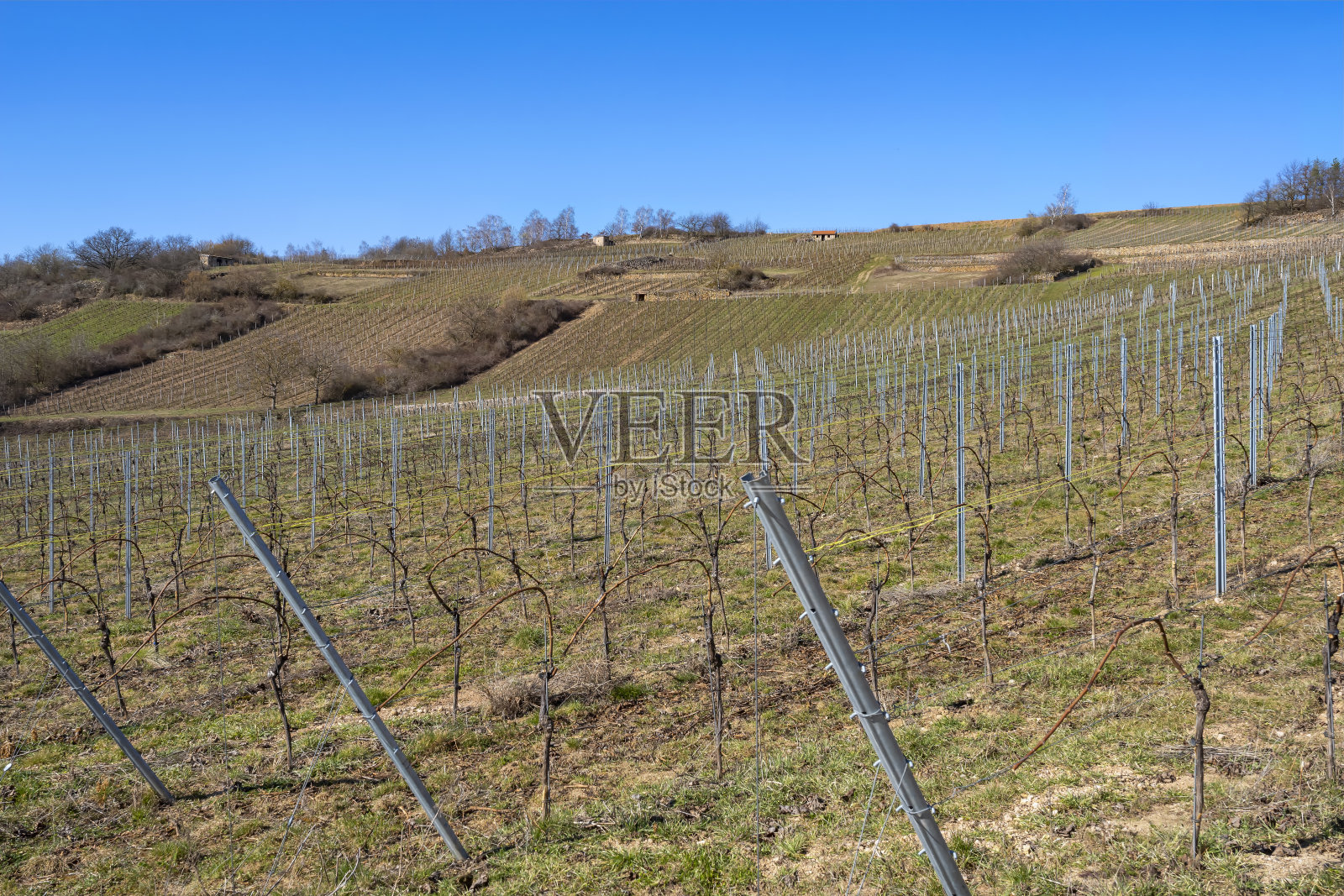 春天的葡萄园在旺斯海姆/德国照片摄影图片