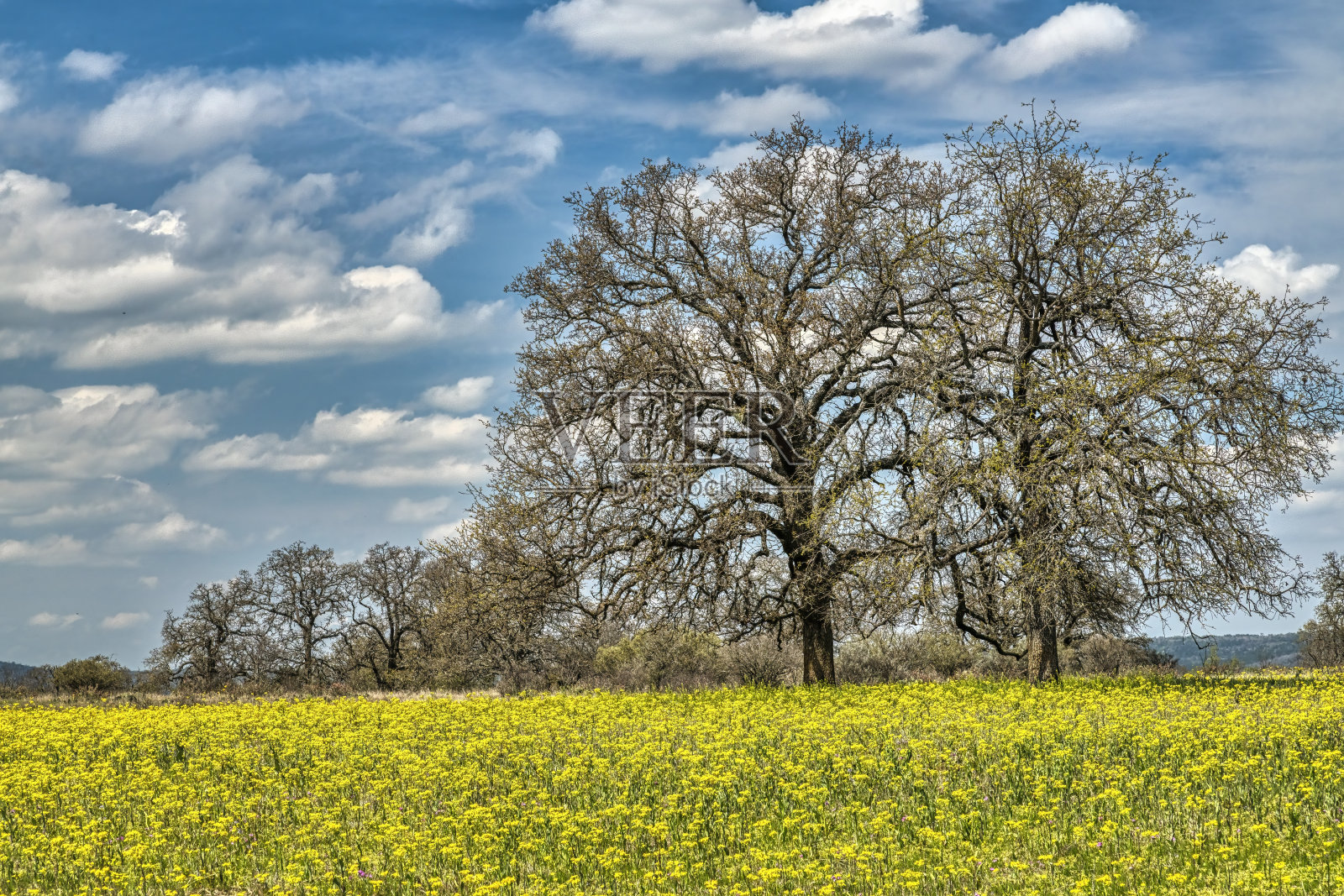 春天的野花在德州丘陵地区照片摄影图片