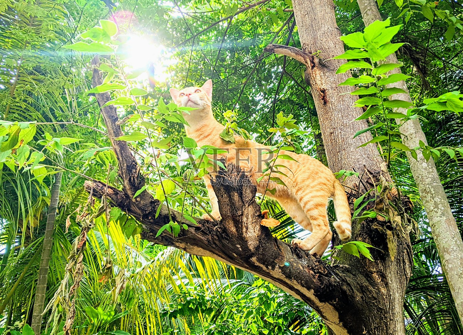 猫照片摄影图片