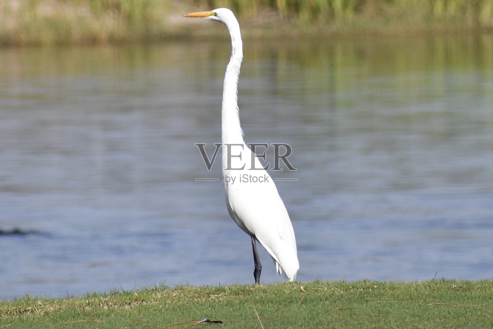 长脖子白鹭照片摄影图片