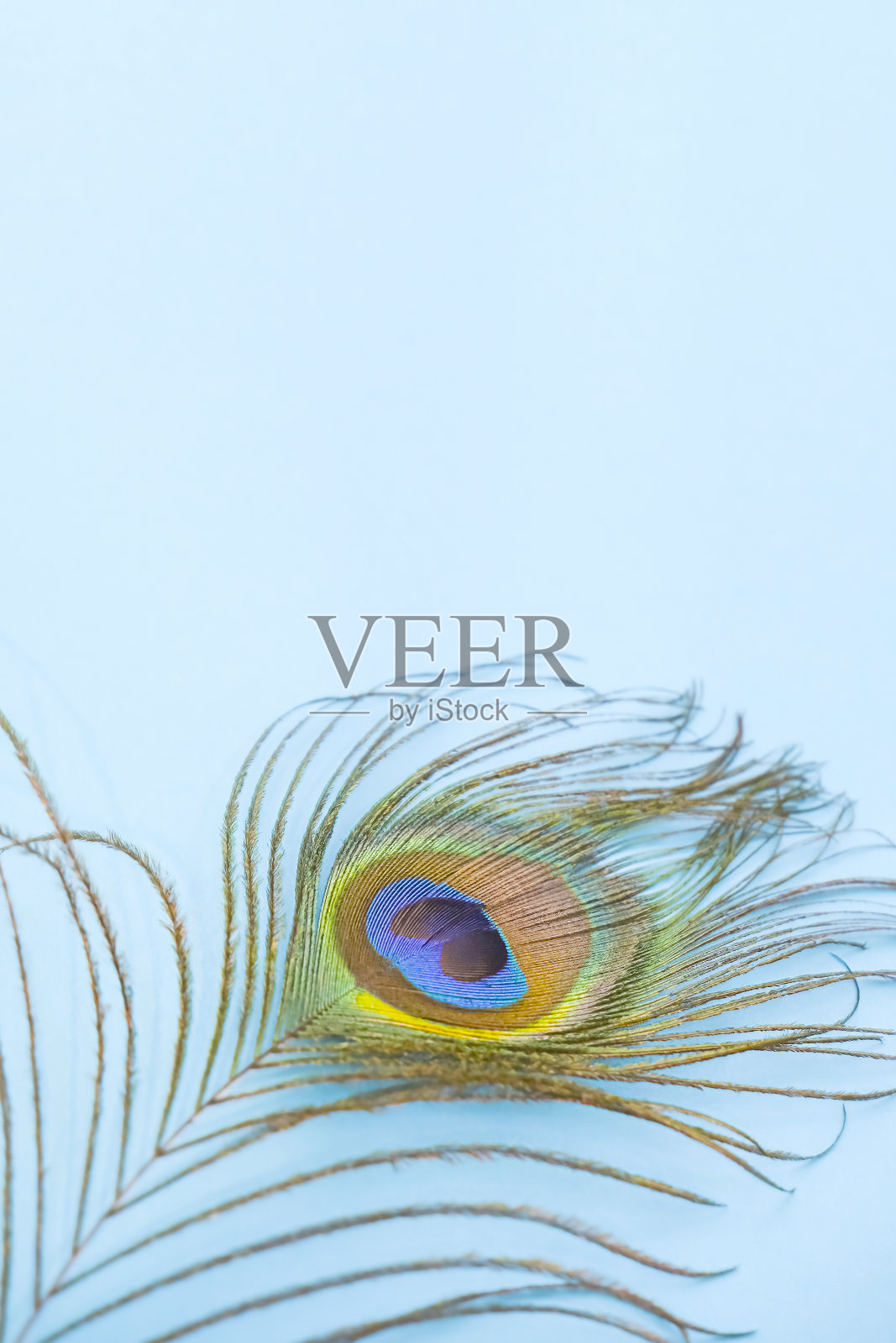 孔雀羽毛孤立在软蓝色背景上,空格为文字,垂直背景照片摄影图片