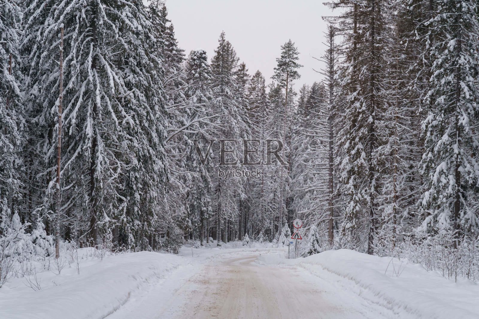挪威的冬季森林公路上,有几百年历史的高大的针叶树照片摄影图片