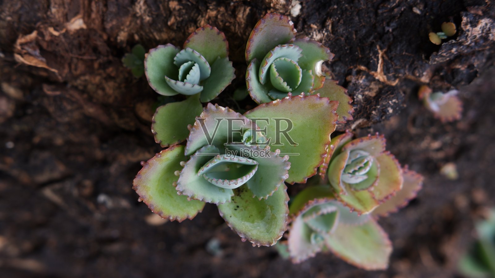 植物在树照片摄影图片