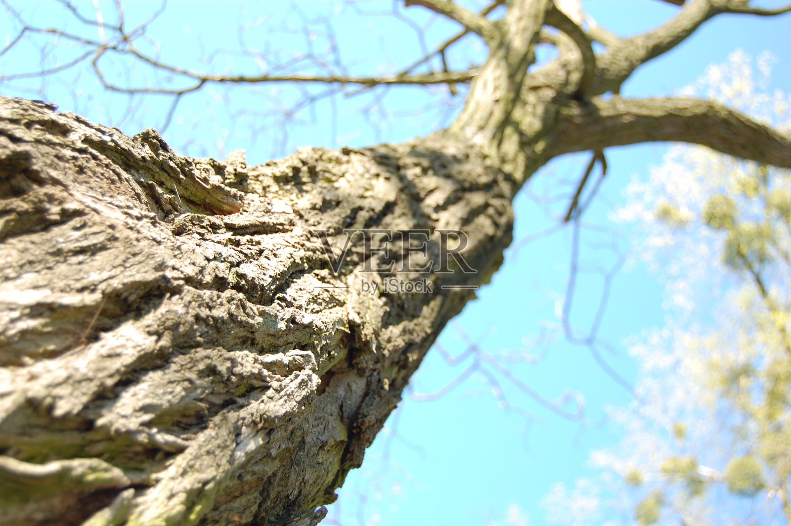 初春树的树干的底部视图。照片摄影图片