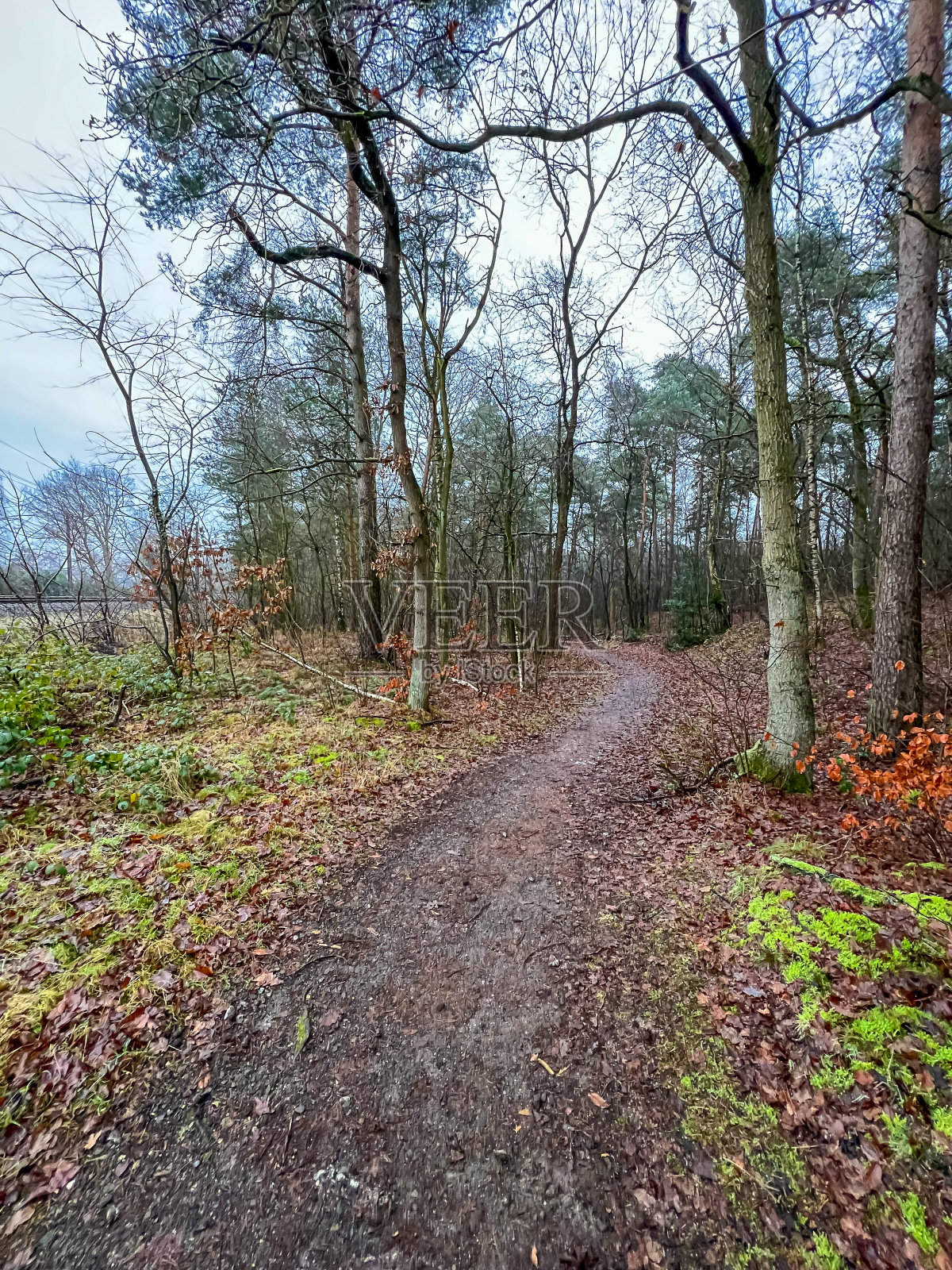 冬天,在铁路旁的森林中穿行。照片摄影图片
