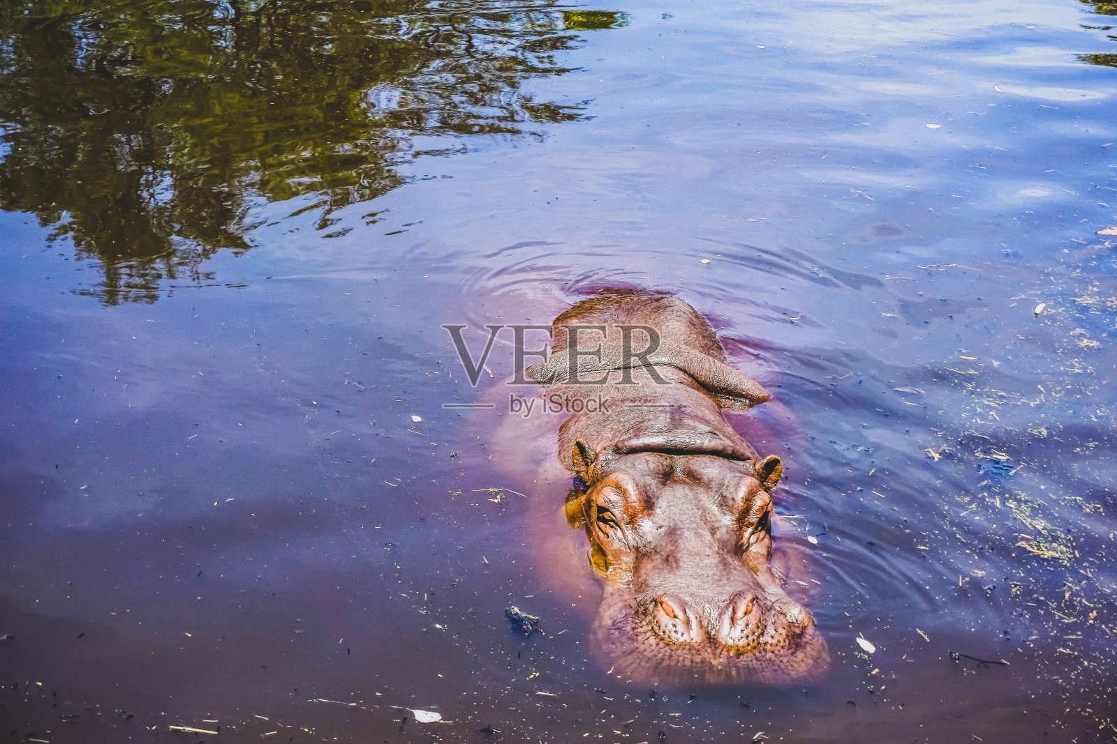 一只河马在水里等待。照片摄影图片