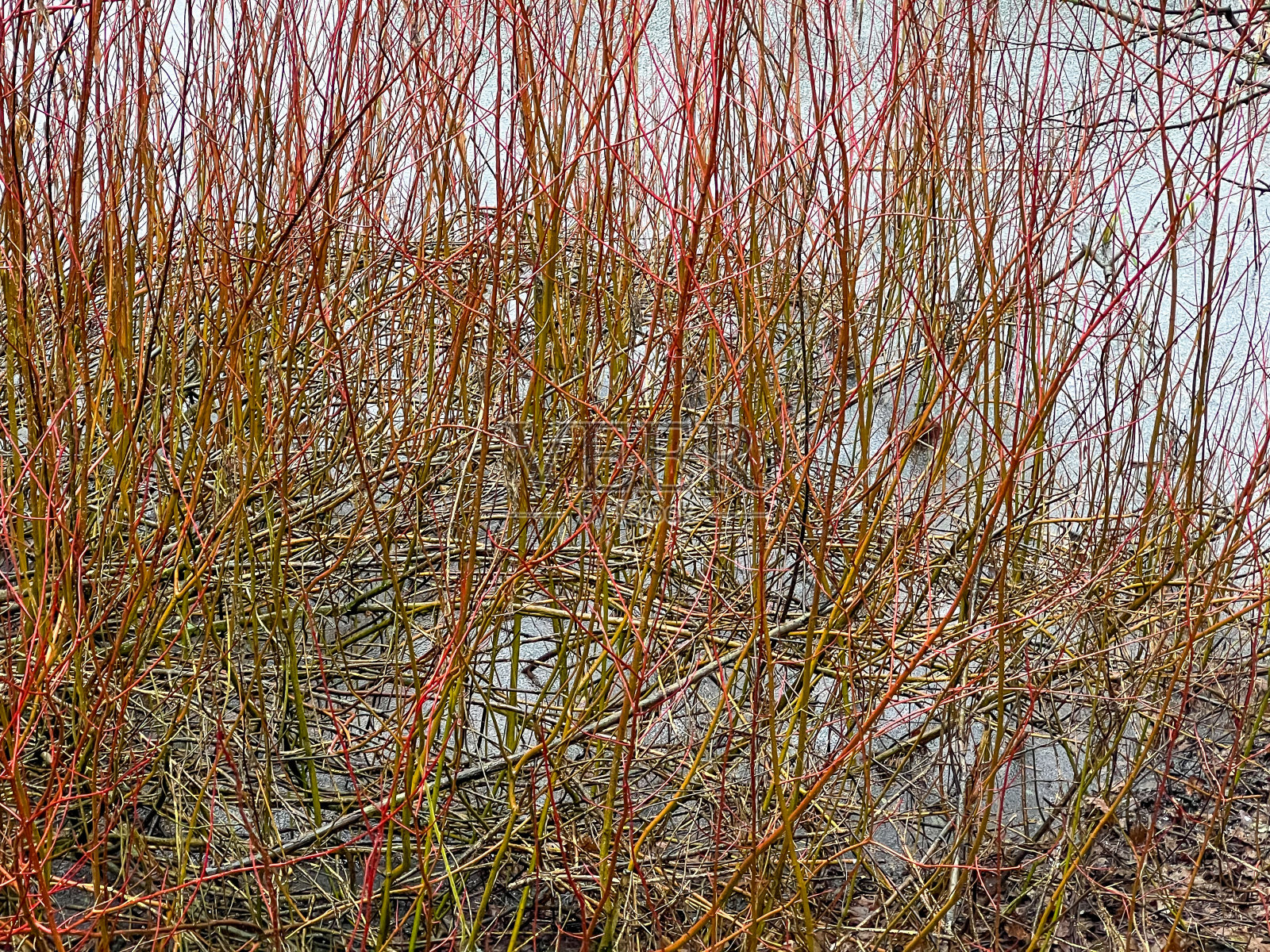 在冬季,一处略微结冰的湖岸。照片摄影图片