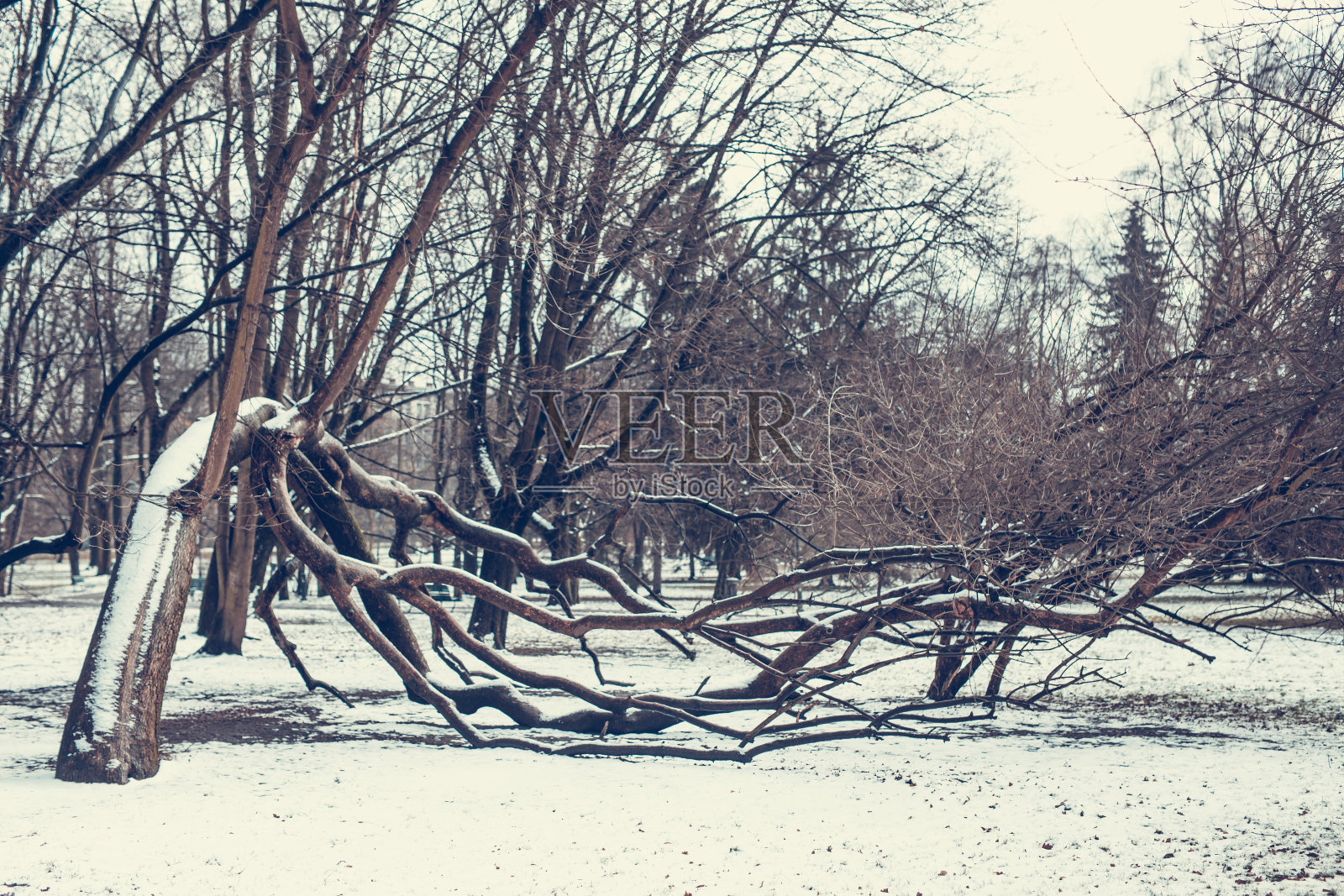 位于波兰克拉科夫市中心的公园照片摄影图片
