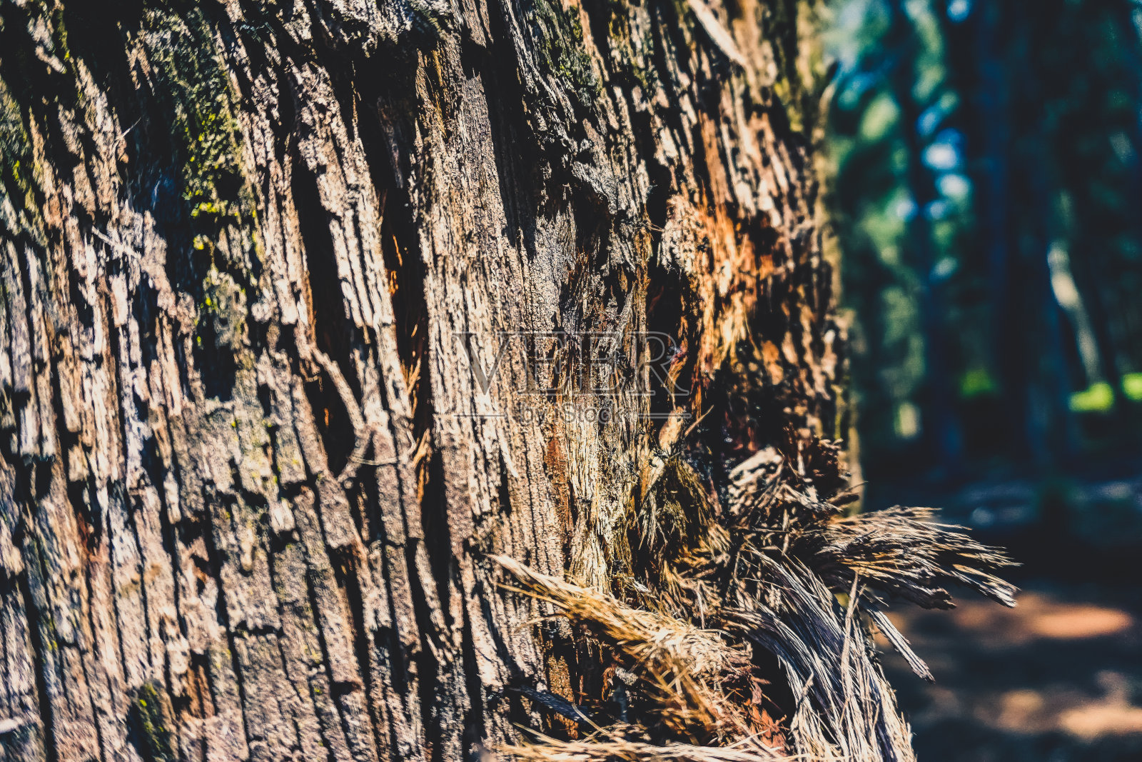 森林里一块损坏的老树皮。照片摄影图片