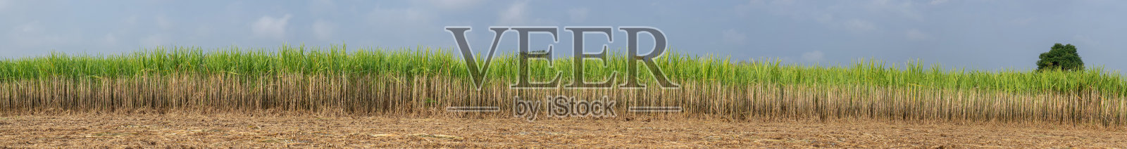 甘蔗种植园,泰国的农业热带植物照片摄影图片