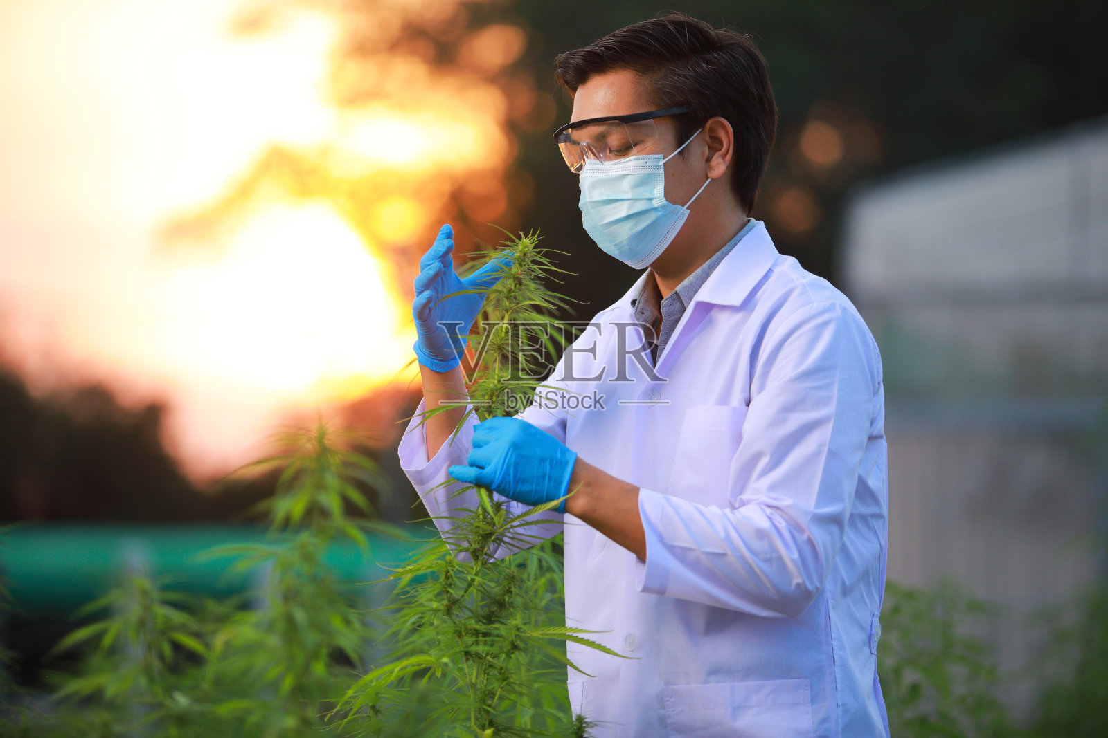 戴着手套的专家科学家在温室里检查大麻植物。中草药替代医学概念,cbd油,制药行业治疗各种疾病。照片摄影图片