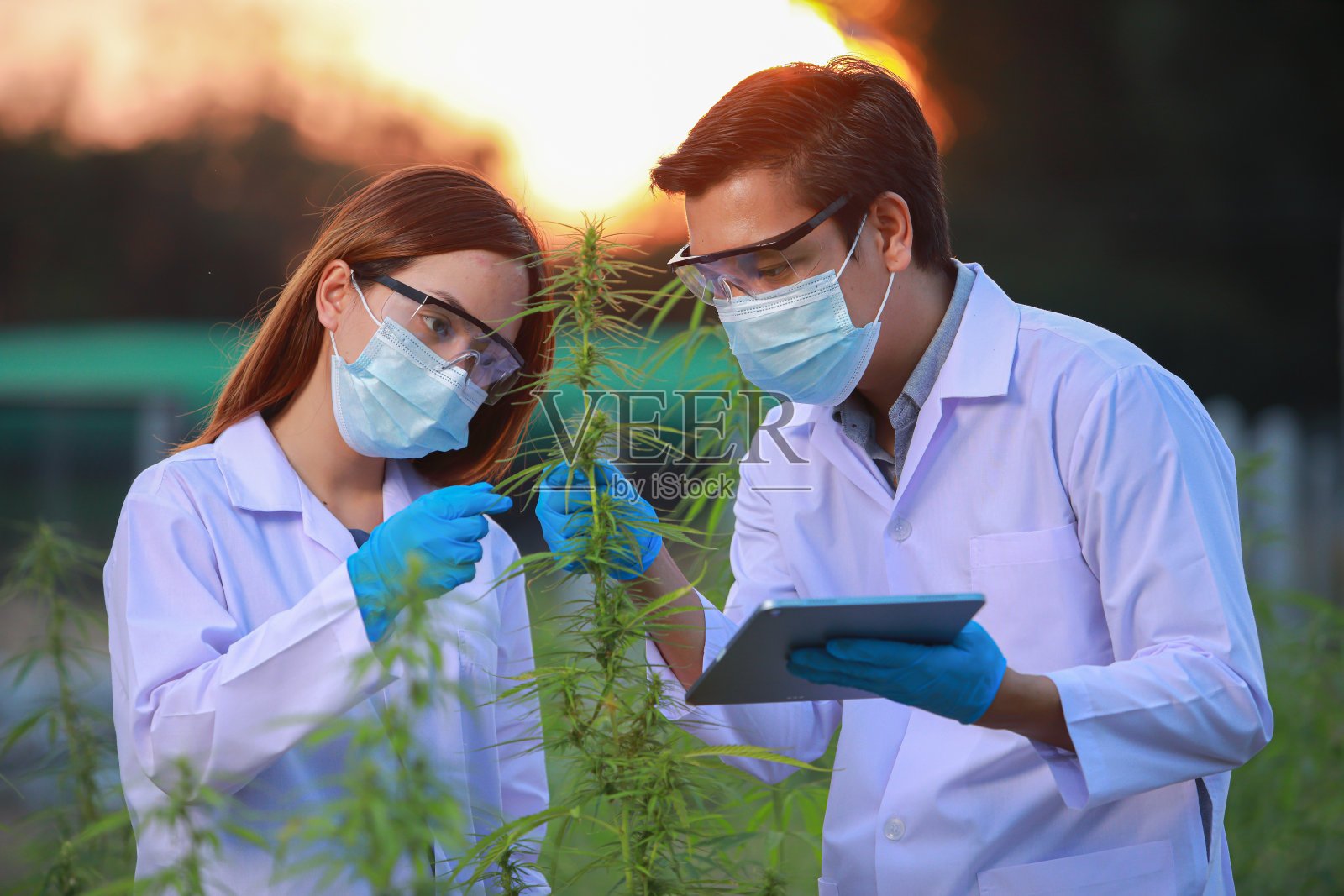 戴着手套的专家科学家在温室里检查大麻植物。中草药替代医学概念,cbd油,制药行业治疗各种疾病。照片摄影图片