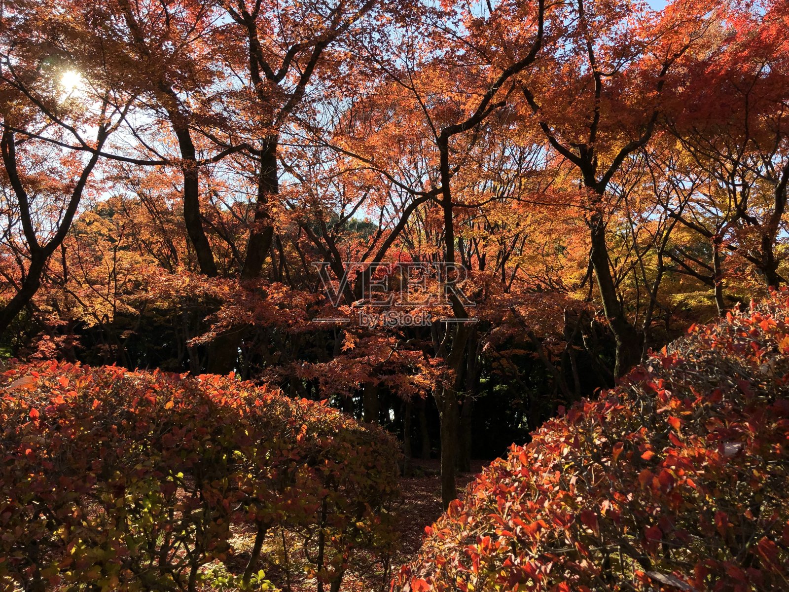 秋天的落叶照片摄影图片