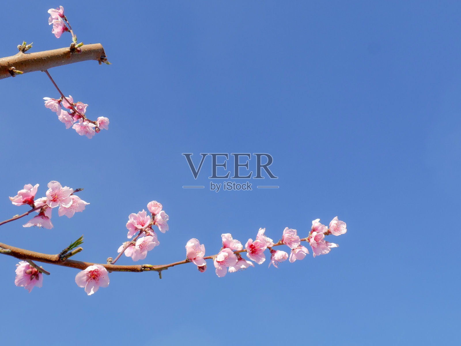 桃树在冬天开着粉红色的花照片摄影图片