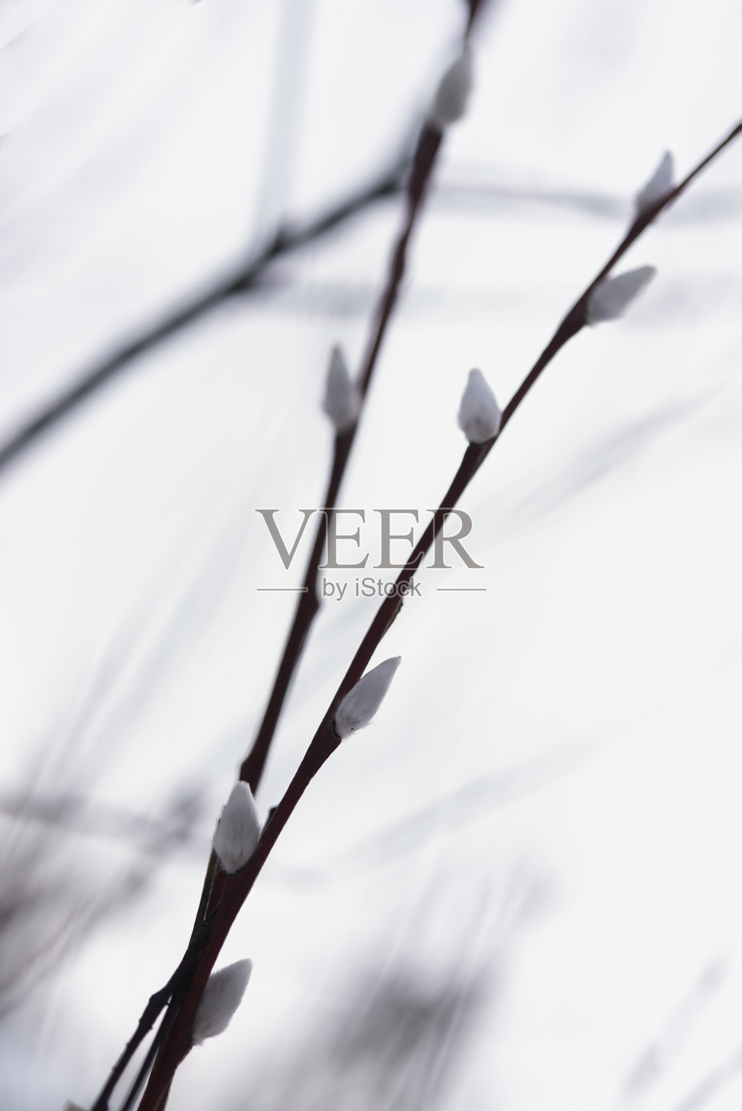 在模糊的背景下,有白色芽的两根小猫柳枝照片摄影图片