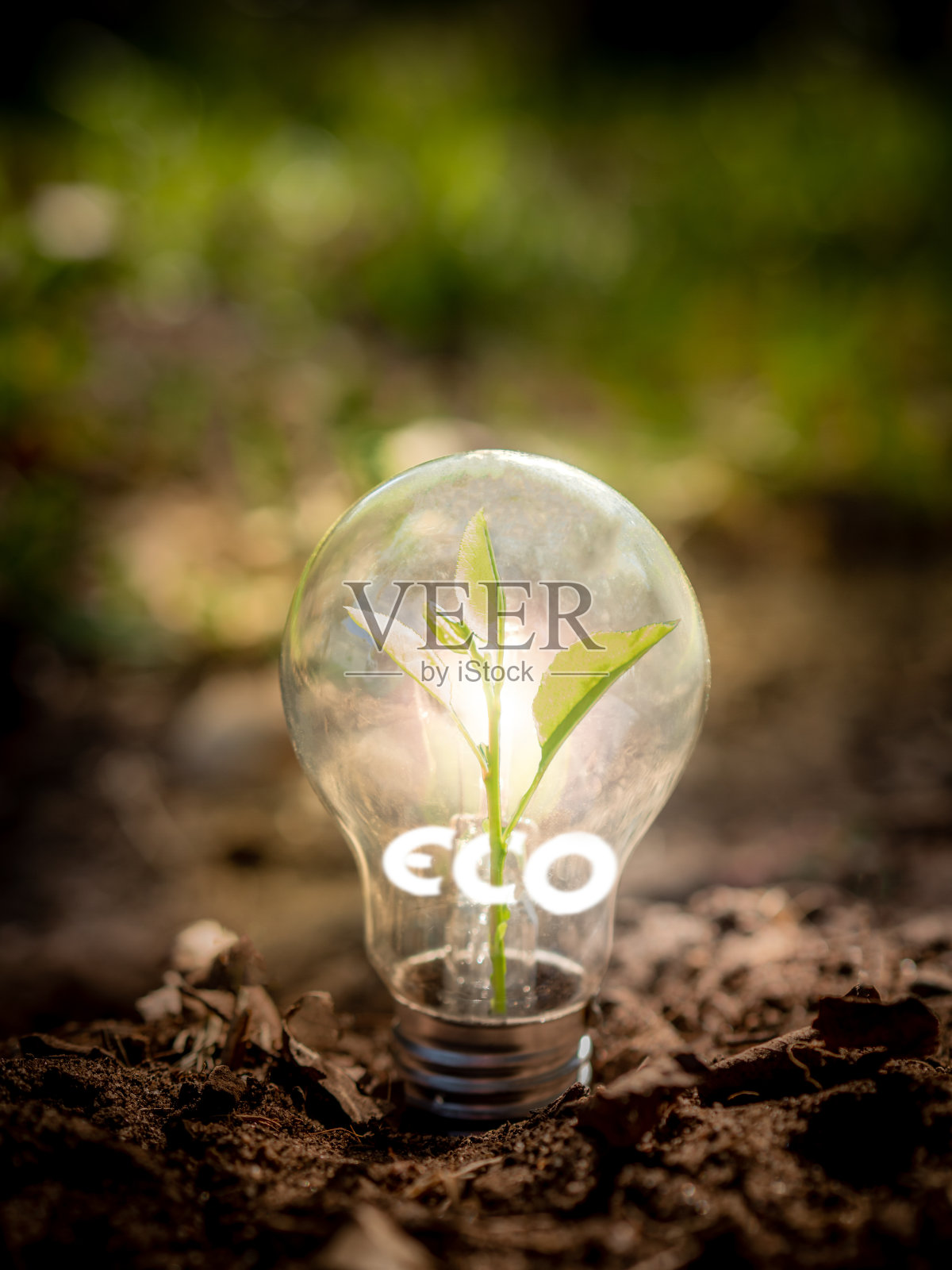 在灯泡里生长的树。生态绿色能源概念。照片摄影图片