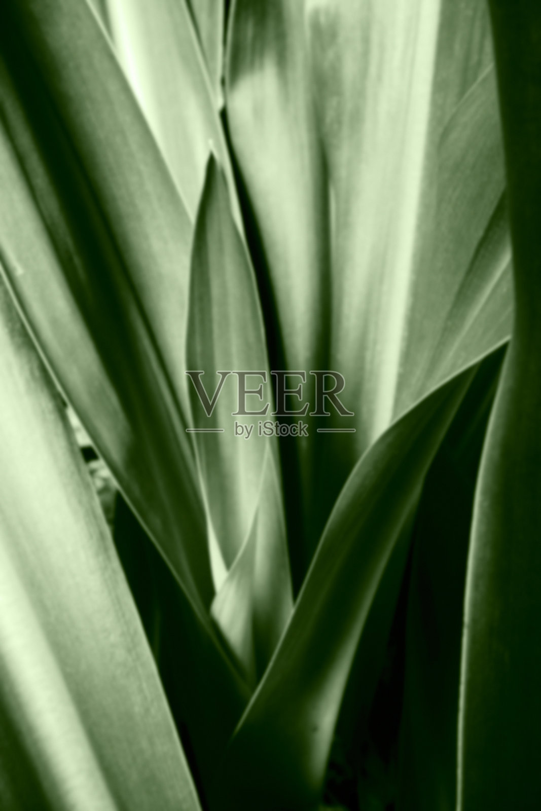 模糊的单色图像百合花植物的叶子,抽象的自然图像,Howrah,西孟加拉邦,印度。照片摄影图片