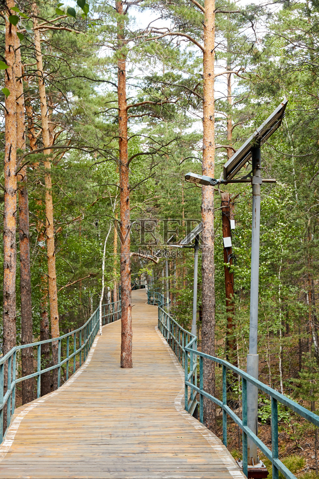 松树生长在森林的步行和自行车道中间照片摄影图片