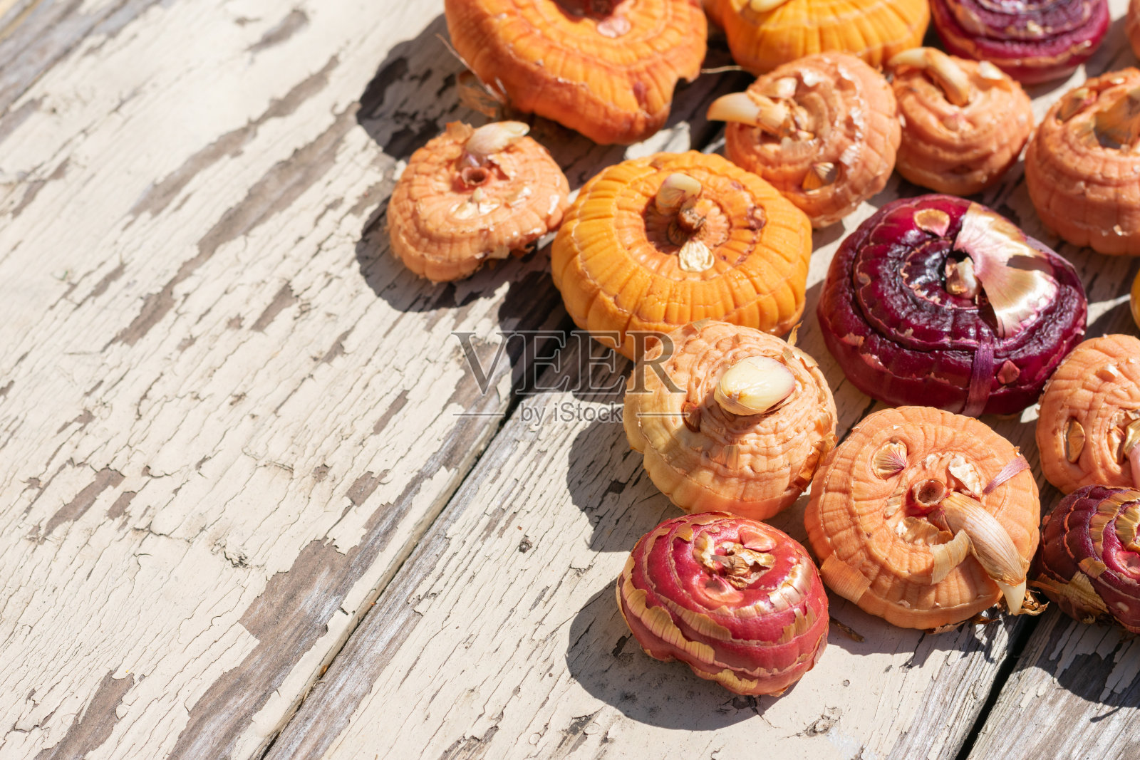 剑兰鳞茎上的幼芽在直射的强光下照片摄影图片
