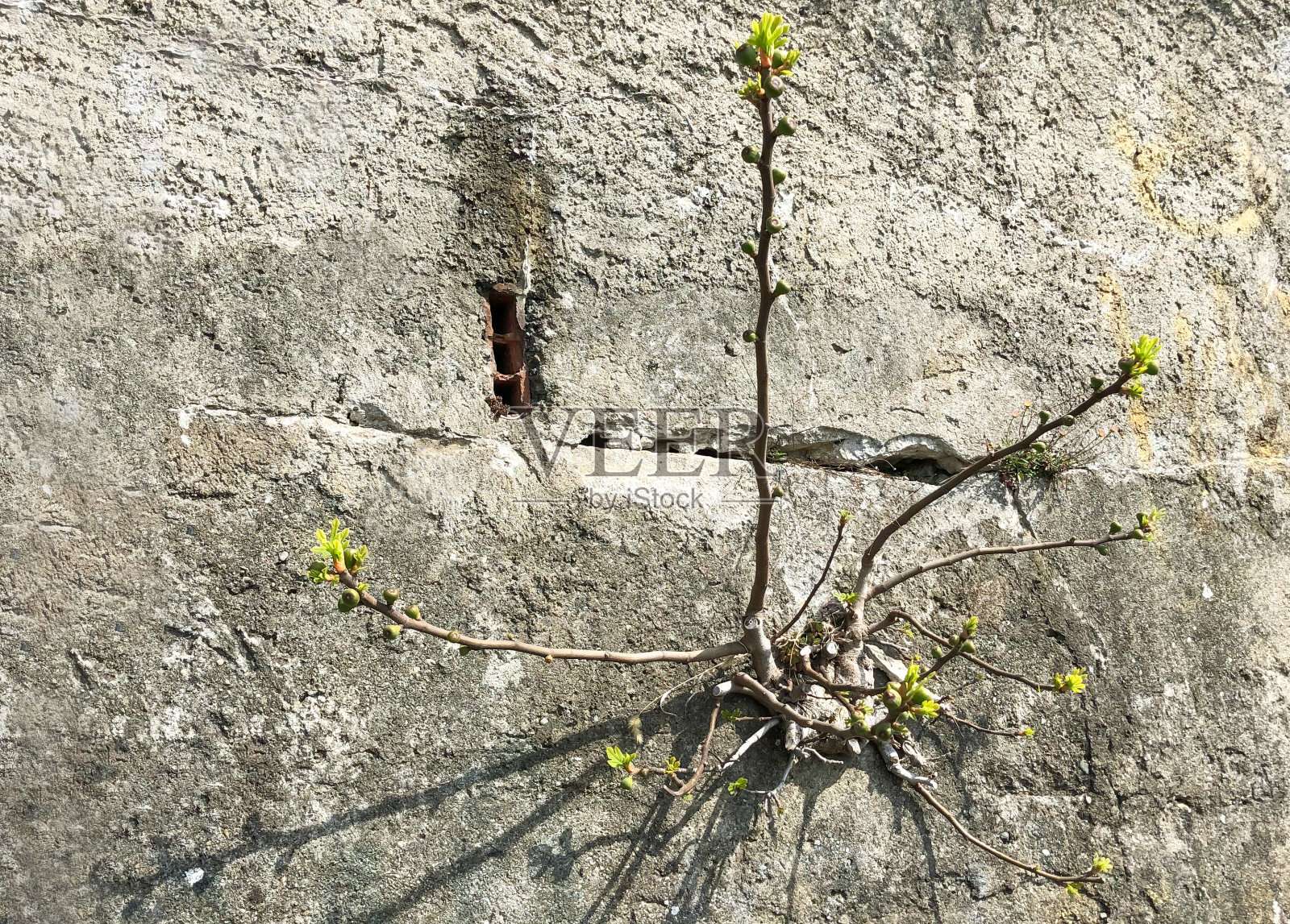 新芽穿破了石墙。春天在意大利。照片摄影图片