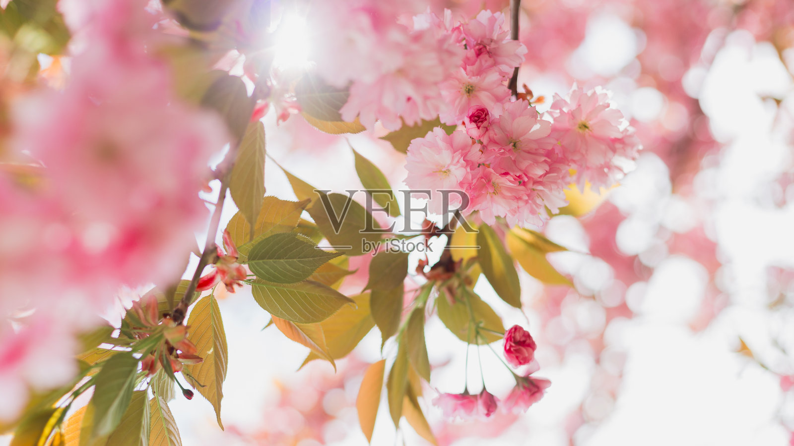 樱花盛开的特写,粉红色的花朵。散景模糊背景。复活节阳光灿烂的旗帜。美丽的自然风光与盛开的大树,妇女节照片摄影图片