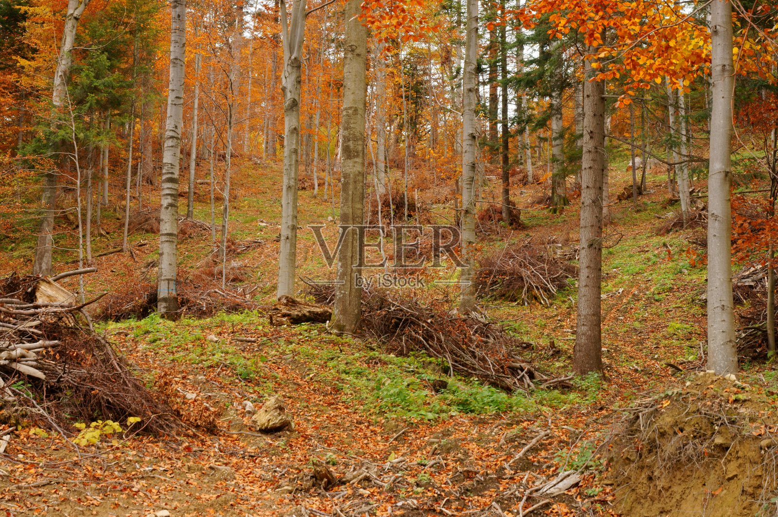 森林中为自然或人工更新而准备的区域。喀尔巴阡山脉,波兰。照片摄影图片