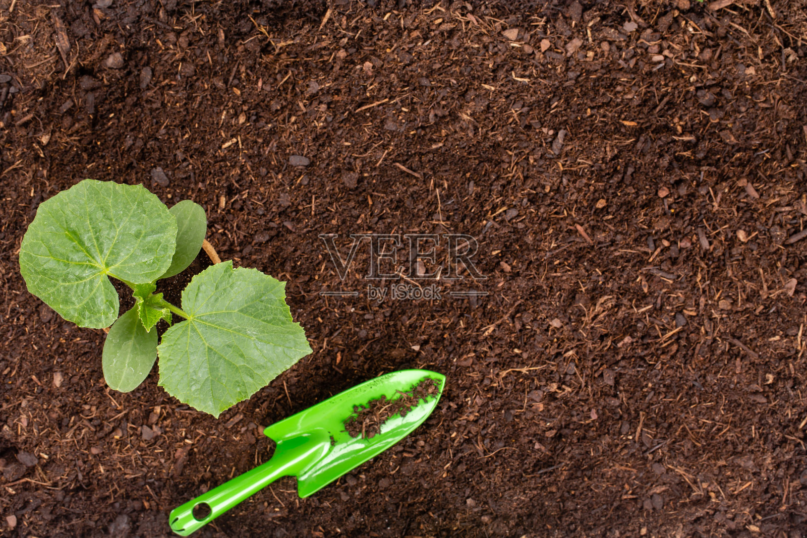 在菜园里,一名妇女正在种植生菜沙拉的幼苗照片摄影图片