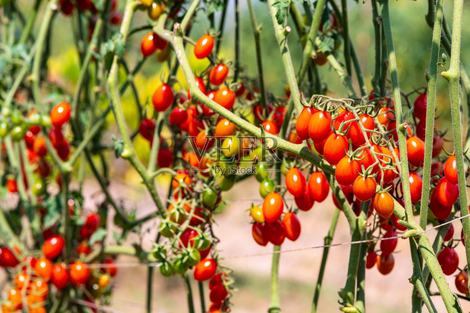 新鲜成熟的红番茄在绿色蔬菜收获有机农场。照片摄影图片