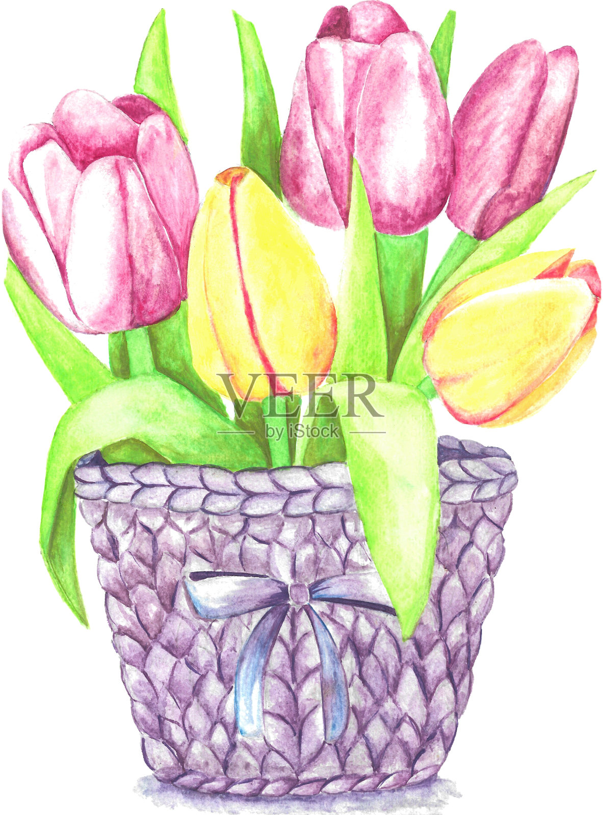 水彩插图的郁金香在一个紫色的篮子与一个弓设计元素图片
