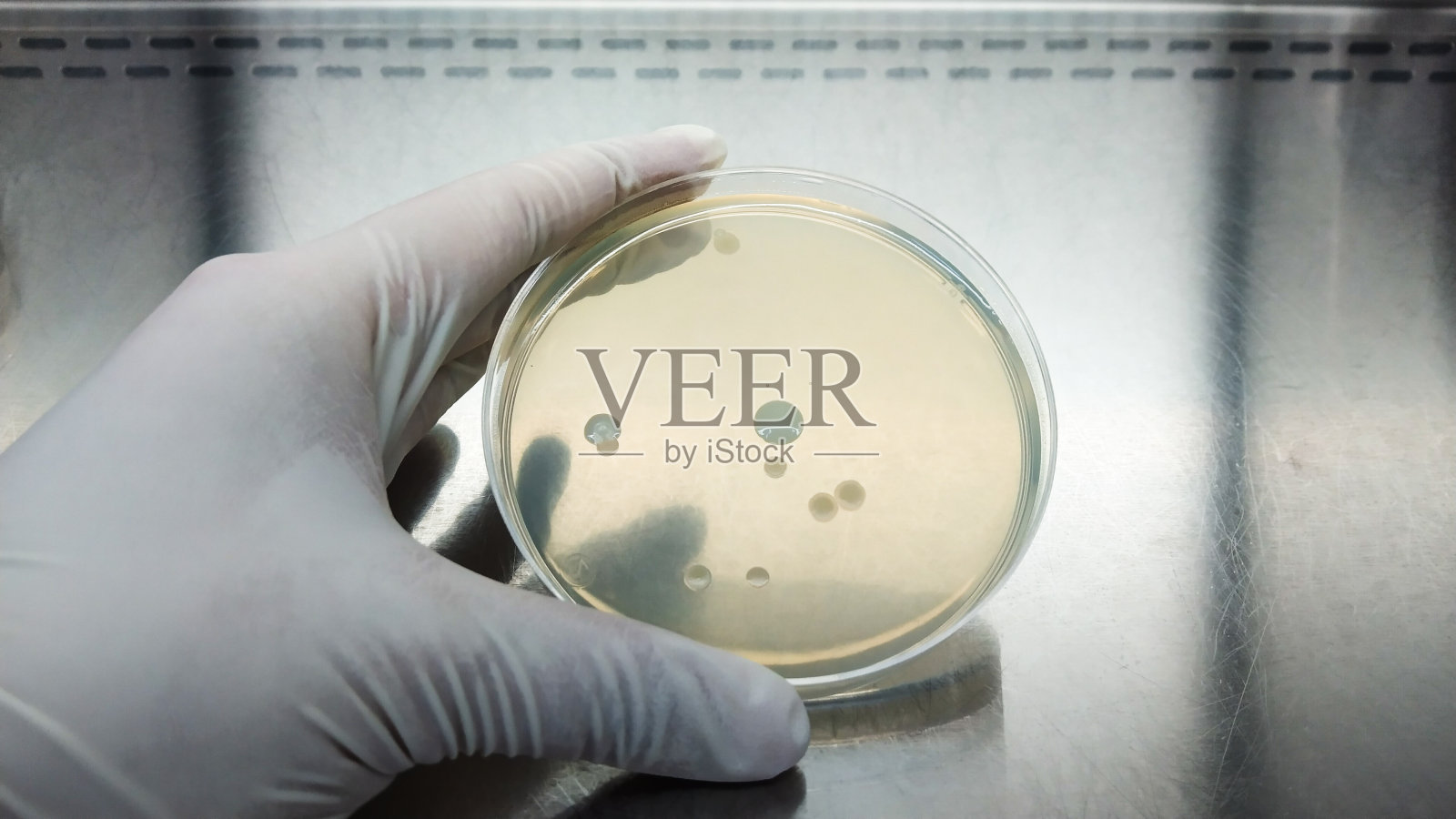 近距离拍摄,在微生物实验室的层流或BSC类II柜中手持培养皿。照片摄影图片