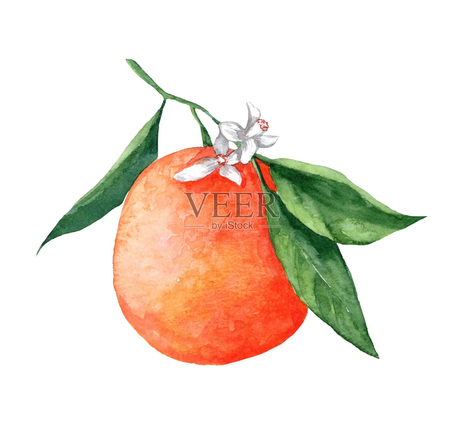 一个橙色的枝干带着绿叶,花在一个孤立的白色背景上插画图片素材