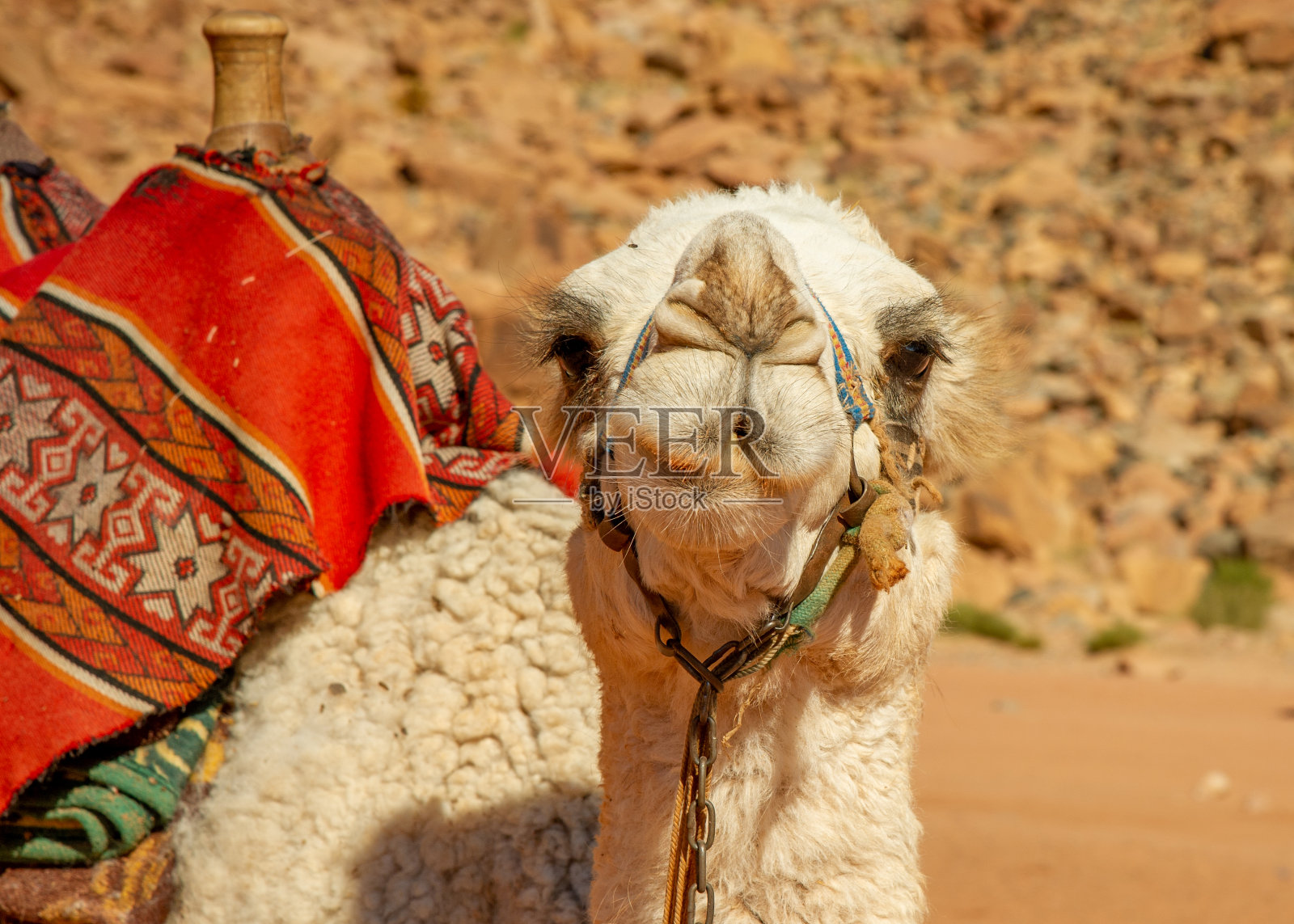 约旦瓦迪拉姆沙漠中的骆驼照片摄影图片