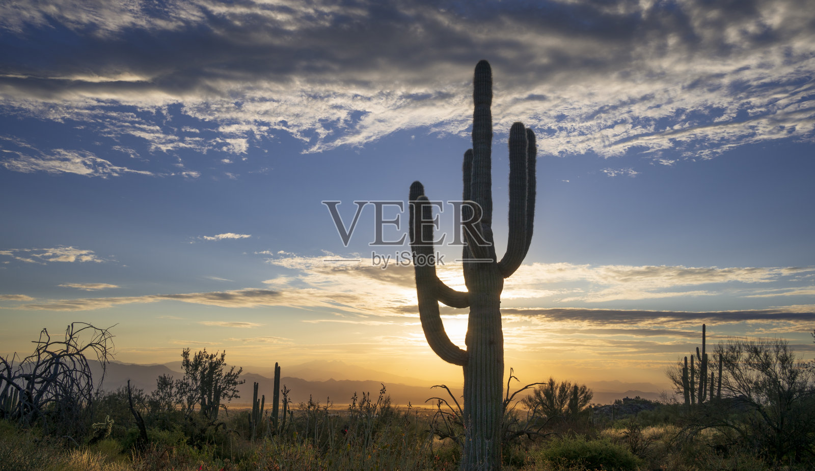 索诺兰沙漠日出照片摄影图片