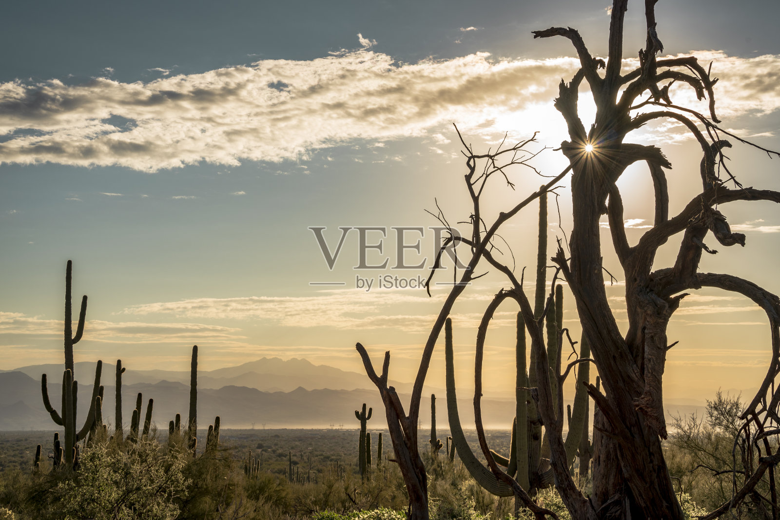 索诺兰沙漠日出照片摄影图片
