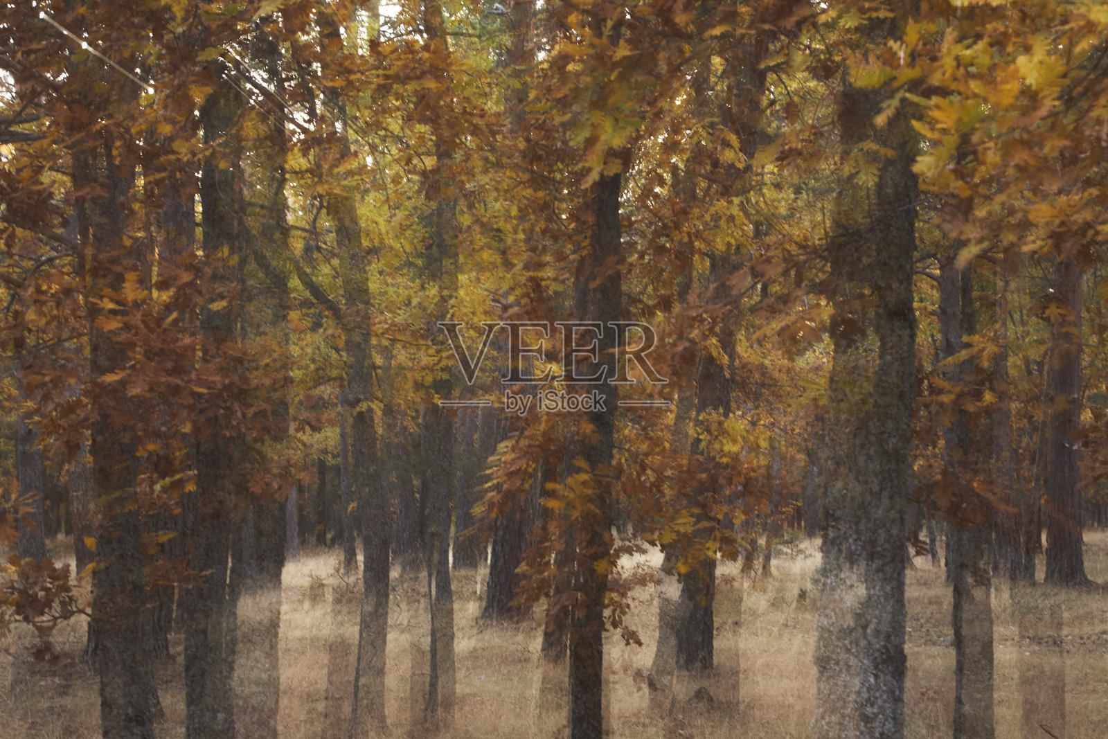 秋天的Molish橡树林照片摄影图片