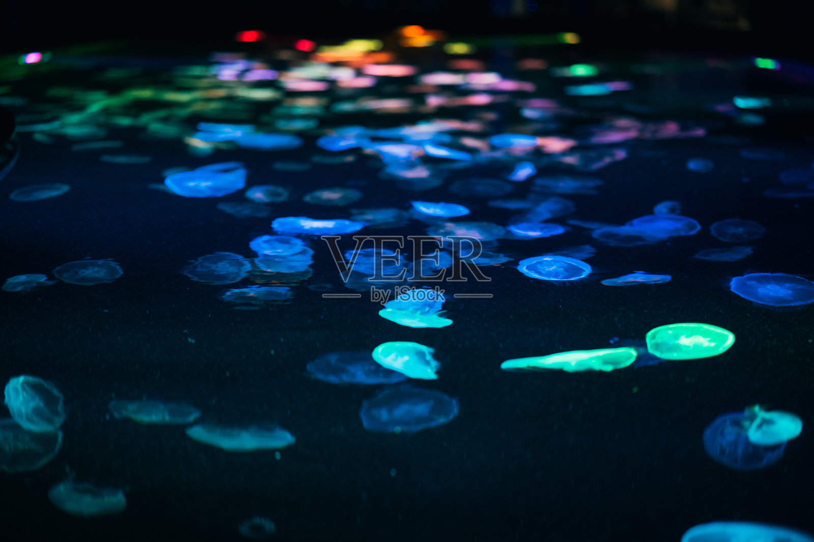 水族馆里的水母,2021年10月照片摄影图片