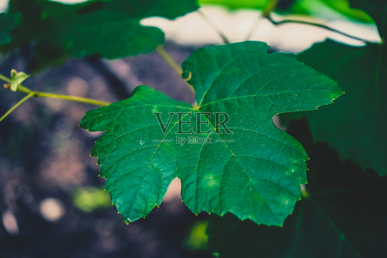 一片葡萄种植园的叶子。照片摄影图片