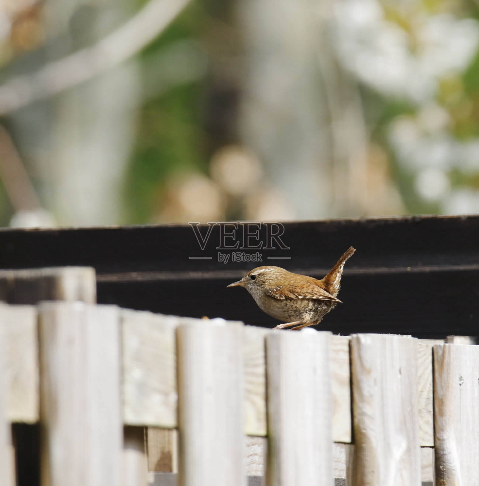 鹪鹩照片摄影图片