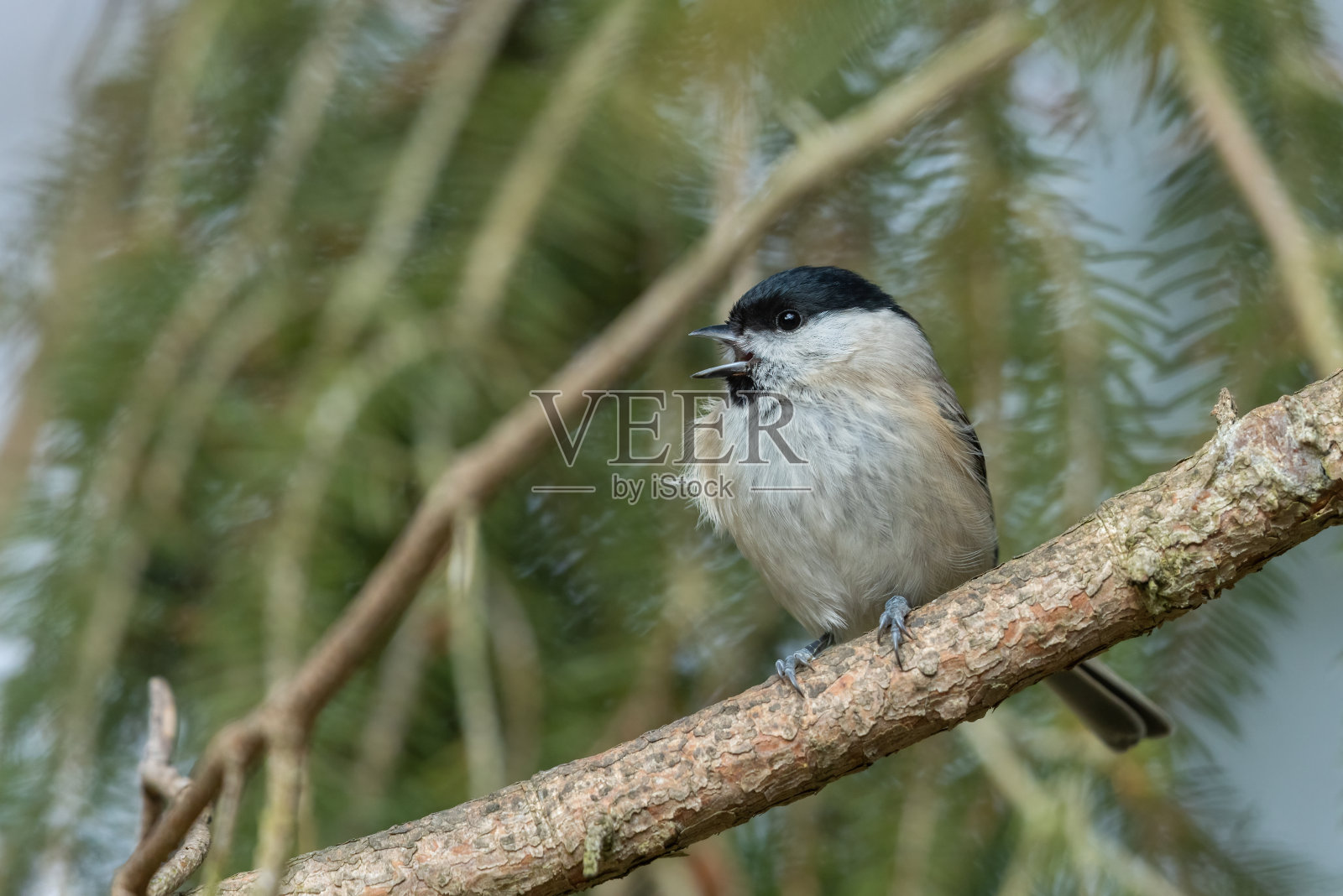 沼泽山雀照片摄影图片