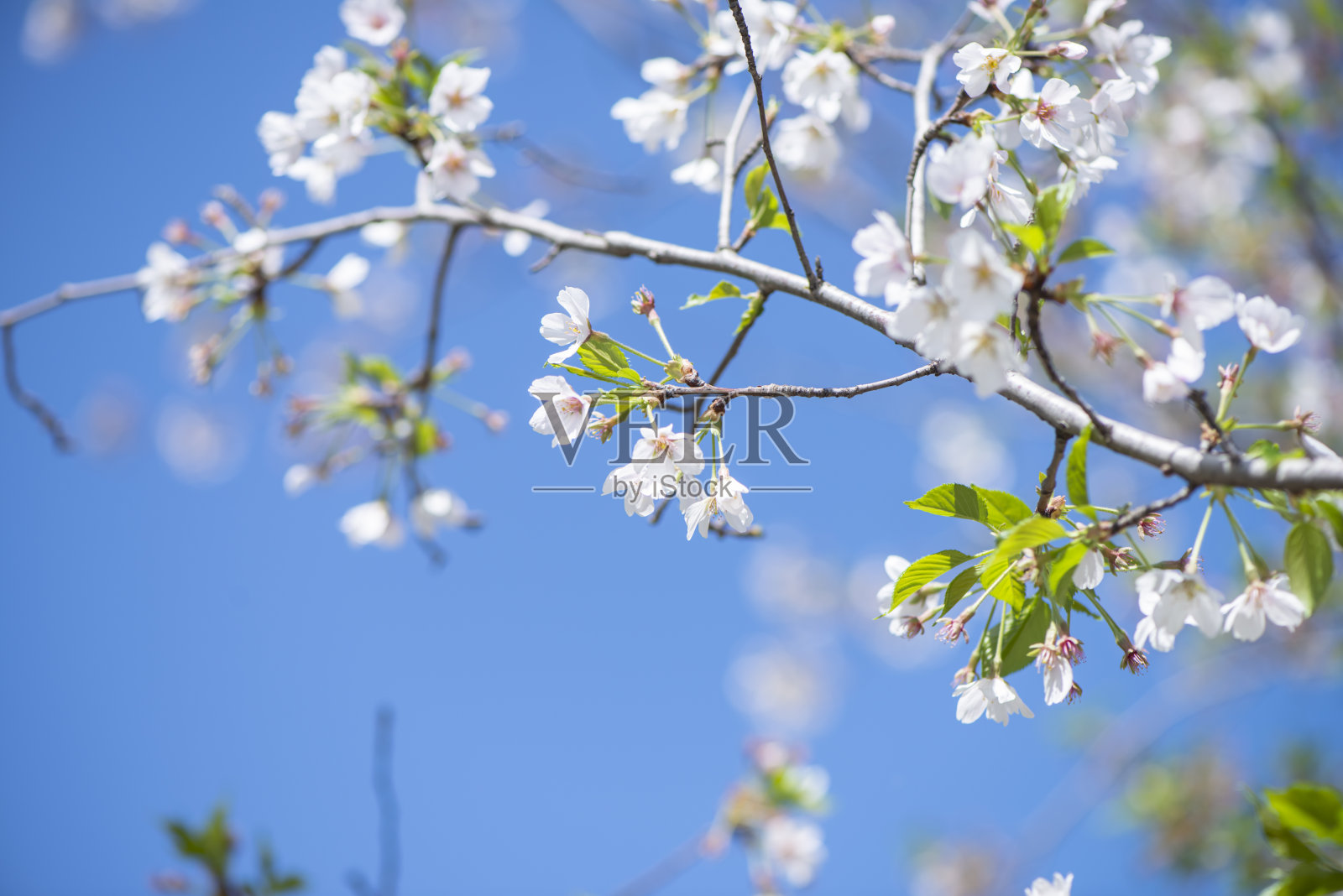 樱花樱花照片摄影图片