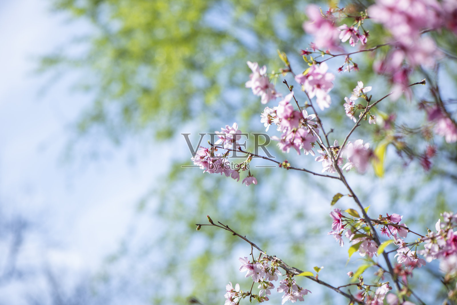 樱花樱花照片摄影图片