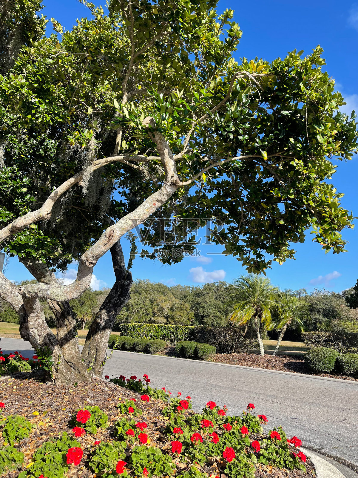 佛罗里达风景照片摄影图片