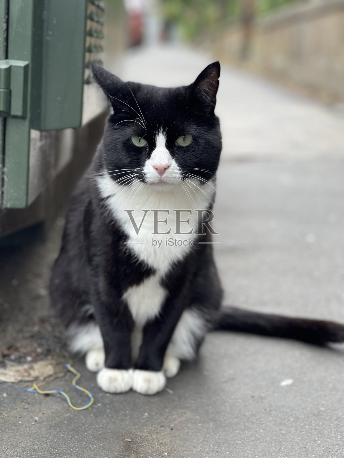 黑白街猫照片摄影图片