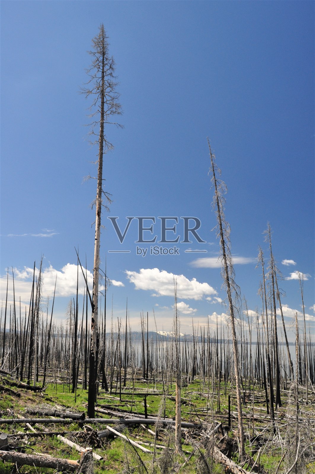 黄石公园的再生照片摄影图片