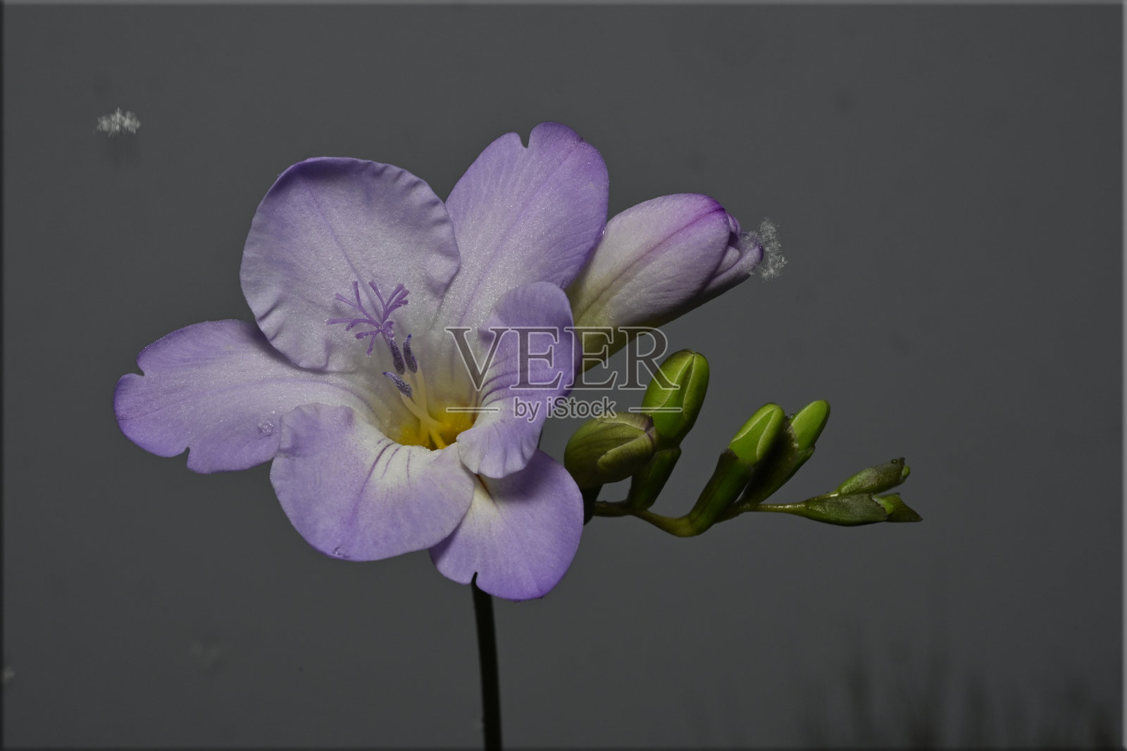 常见的小苍兰。小苍兰refracta。照片摄影图片