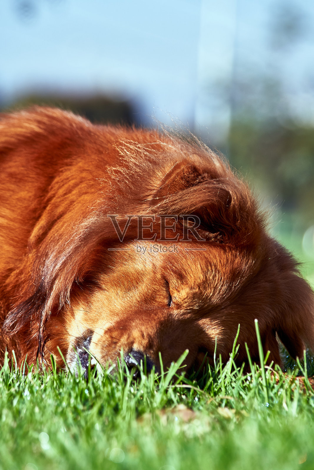 躺在草地上的寻回犬,脸上露出温柔的表情照片摄影图片