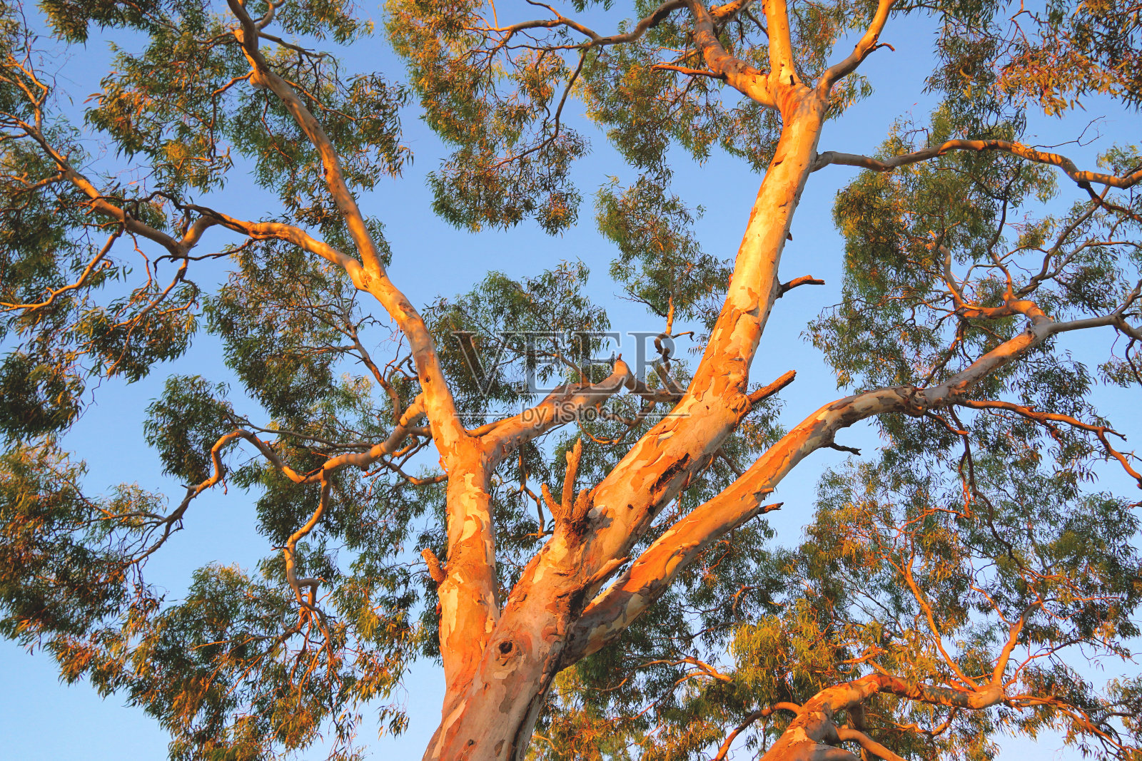 霍舍姆维多利亚,澳大利亚照片摄影图片