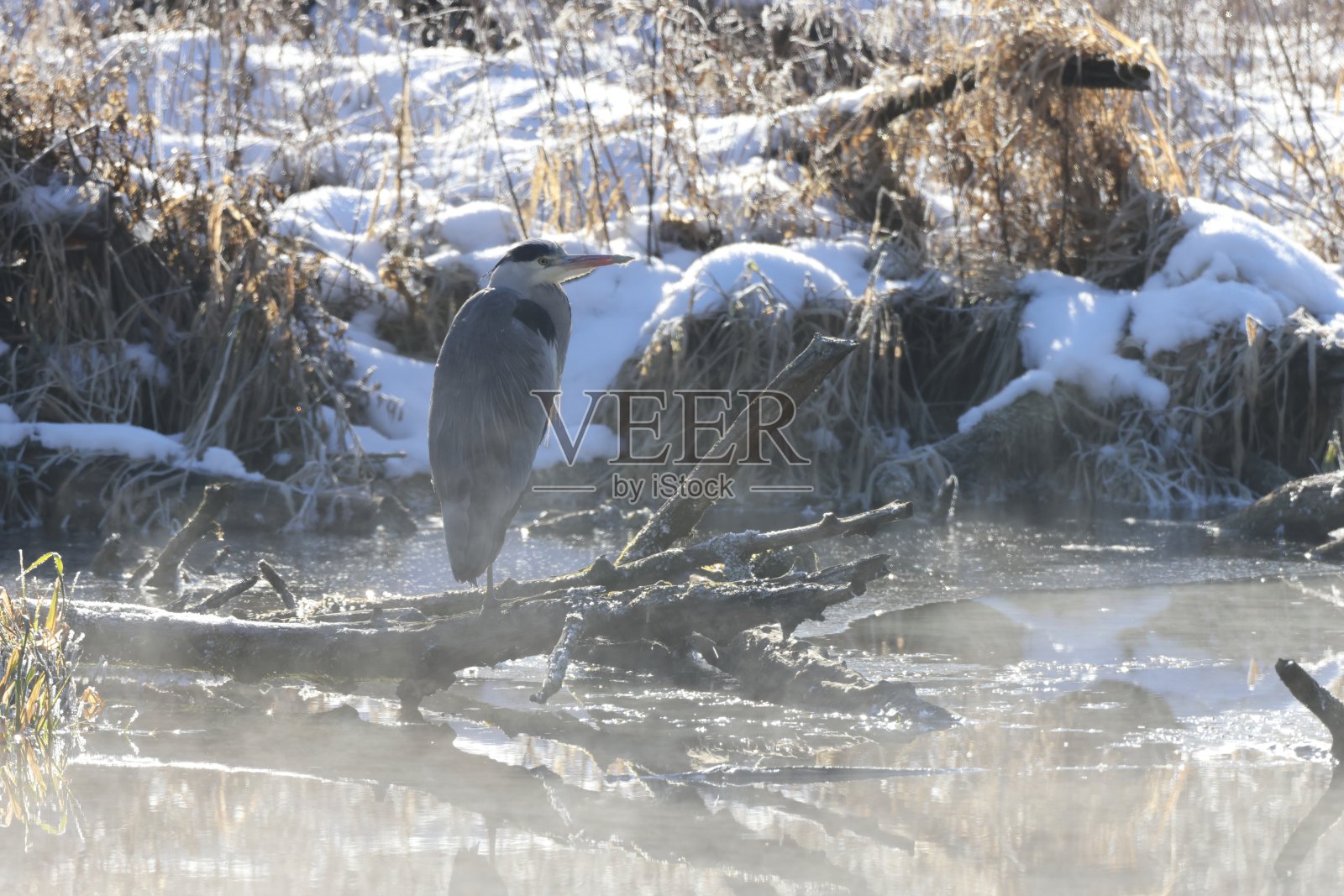 灰鹭(Ardea cinerea)在晨雾中的德国照片摄影图片