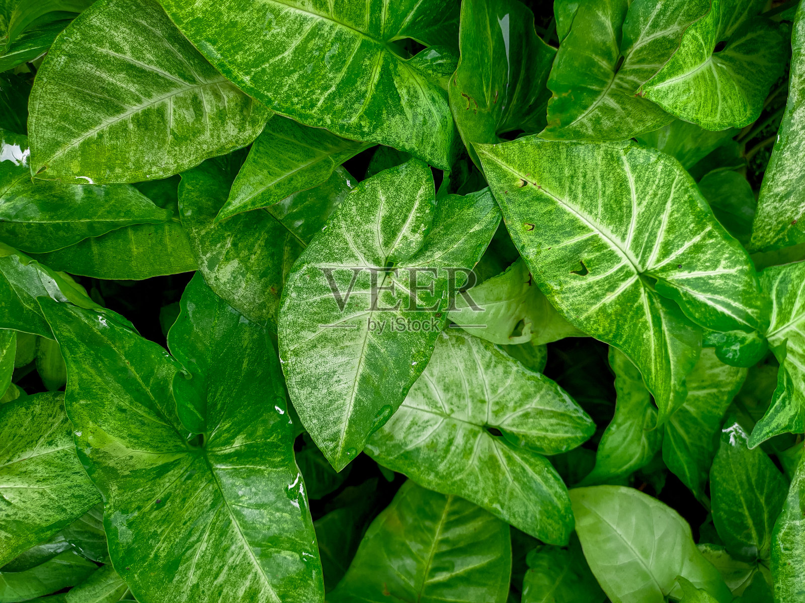 Syngonium植物的绿叶是排列的照片摄影图片