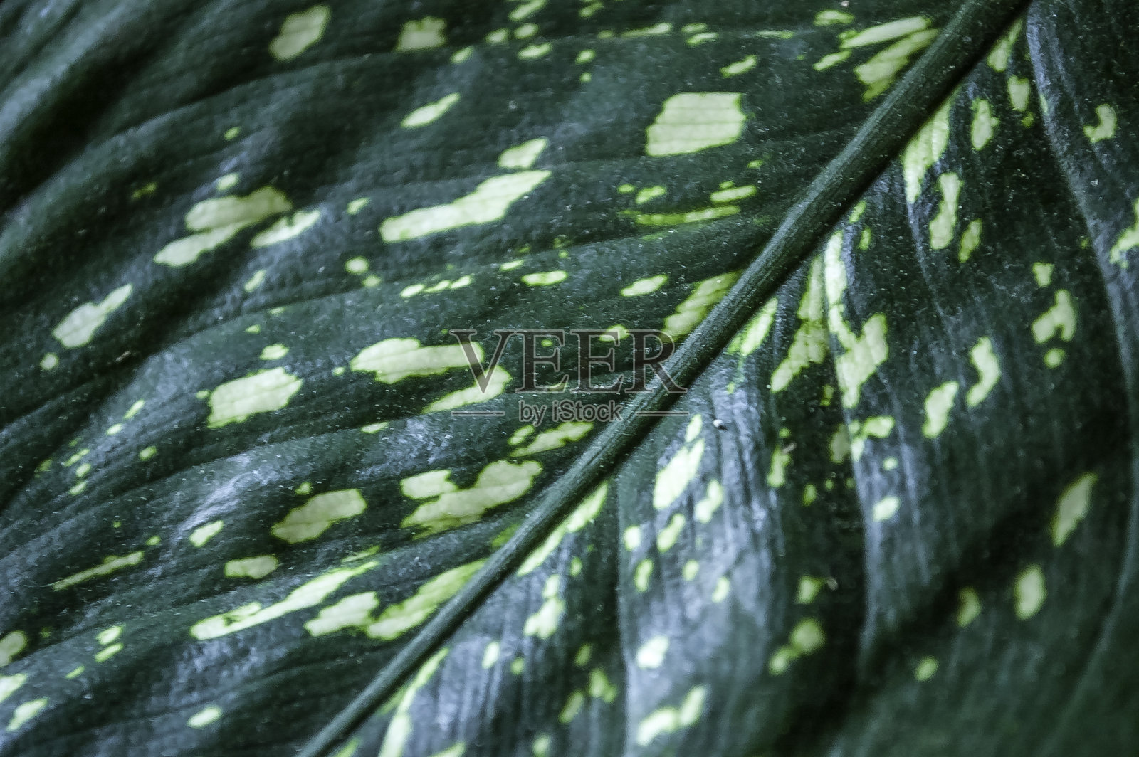 树叶背景明亮的绿色园林自然怪兽照片摄影图片